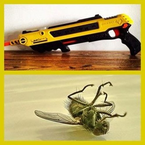 Bug A Salt Gun