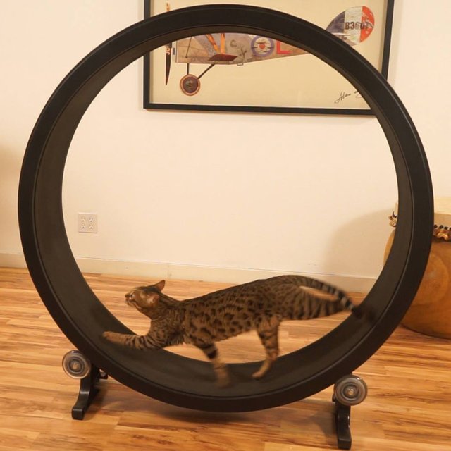 Cat Exercise Wheel Gifts For Men