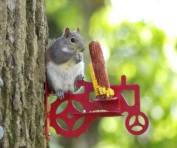 Tractor Handmade Critter Feeder Squirrel Feeder Jar Feeder 